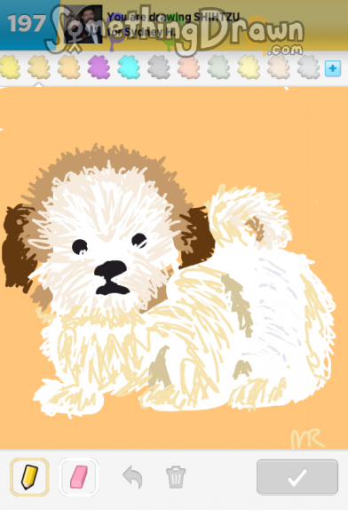 shihtzu