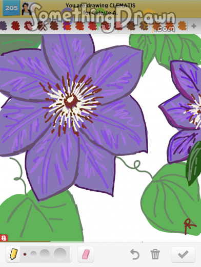 clematis