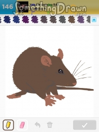 rat