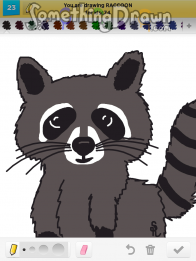 raccoon