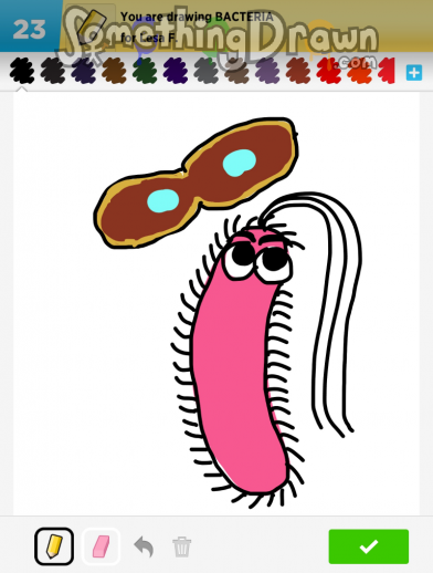 bacteria