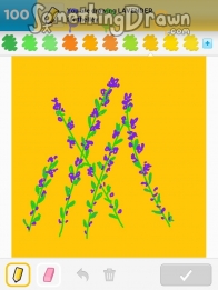 lavender